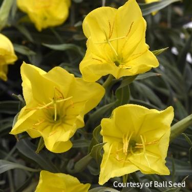 Oenothera m. 'Evening Sun'