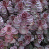 Sedum s. 'Voodoo'
