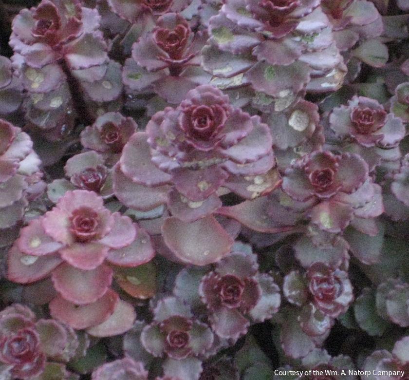 Sedum s. 'Voodoo'