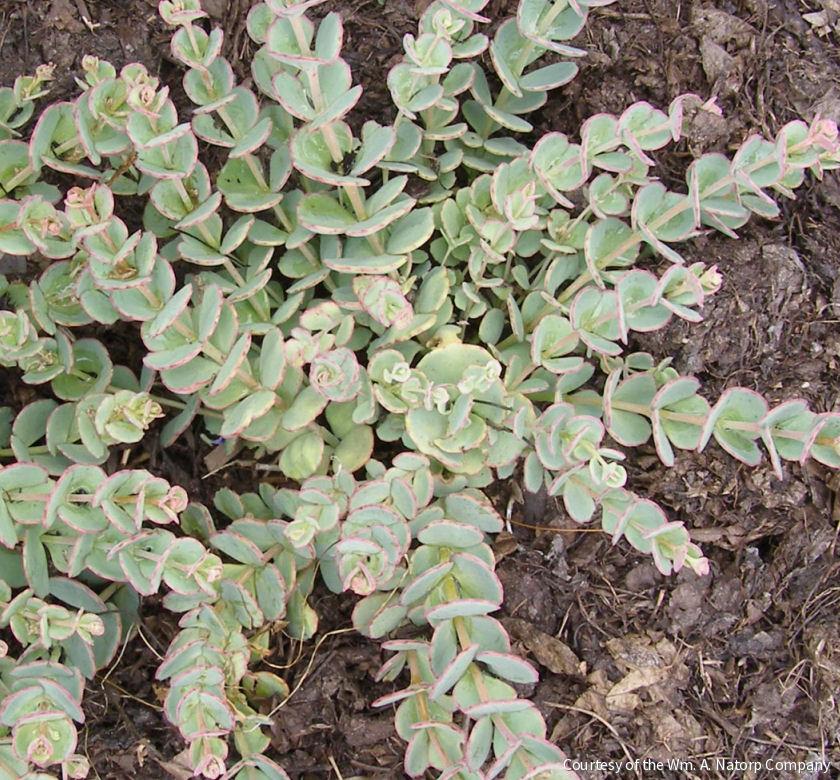 Sedum sieboldii