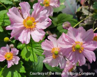 Anemone h. 'Pocahontas'