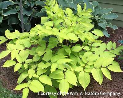 Aralia c. 'Sun King'