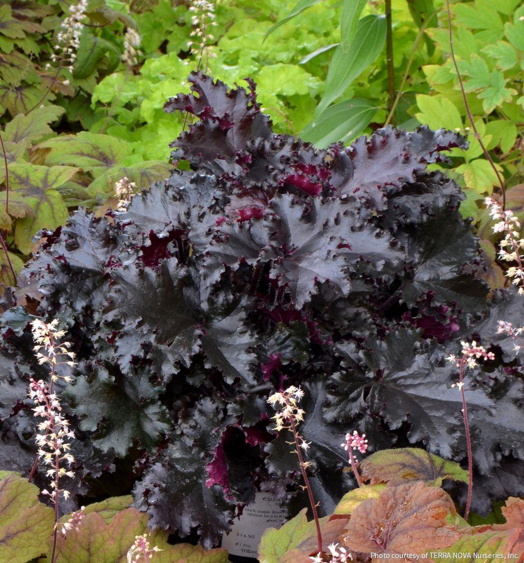 Heuchera 'Black Taffeta'