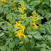 Corydalis 'Canary Feathers'