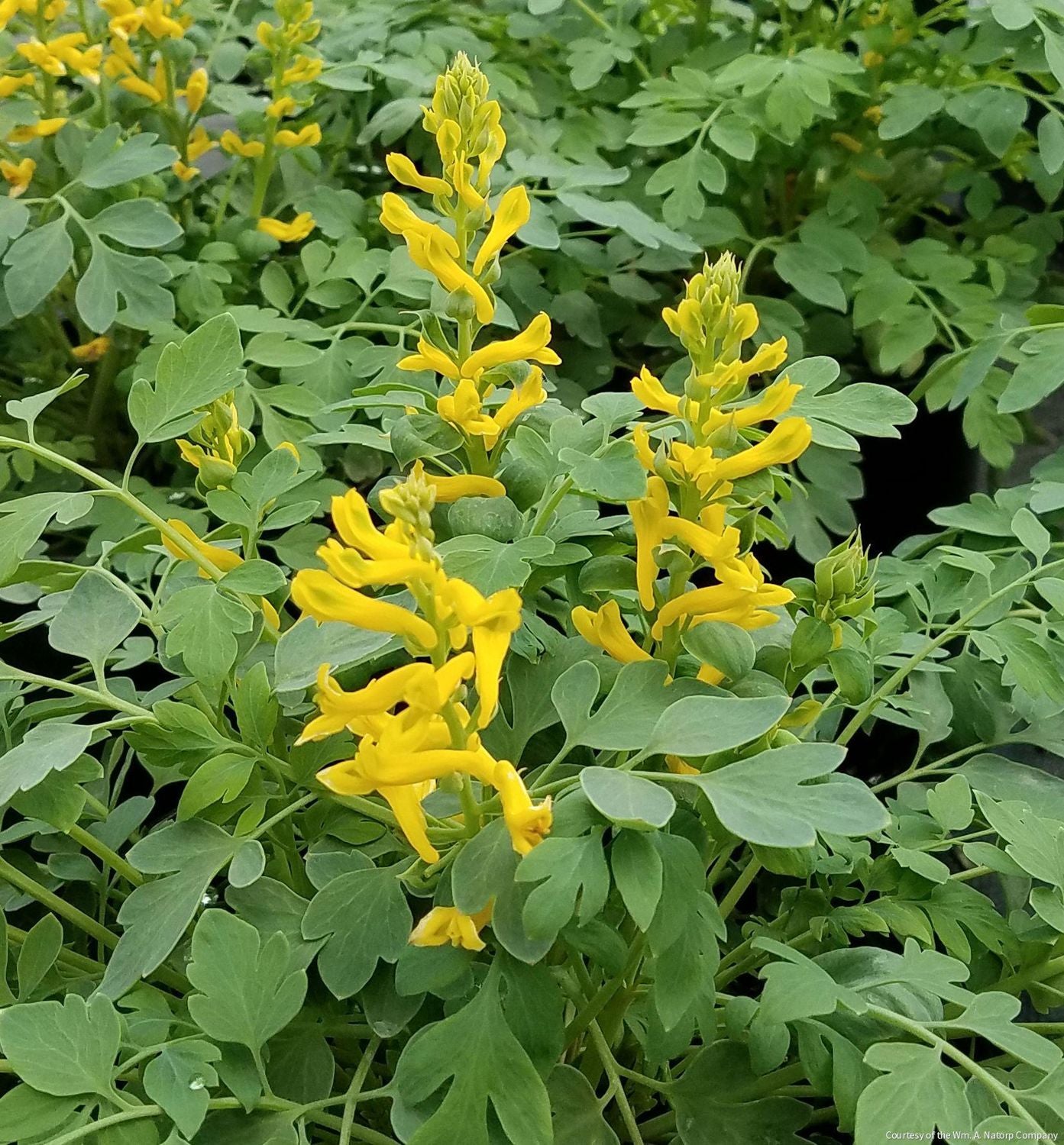 Corydalis 'Canary Feathers'