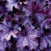 Heuchera Forever® Purple