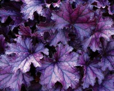 Heuchera Forever® Purple