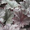 Heuchera 'Frosted Violet'