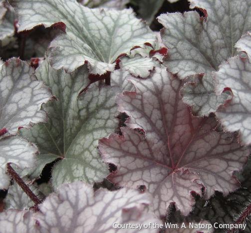 Heuchera 'Frosted Violet'