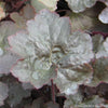 Heuchera m. 'Palace Purple'