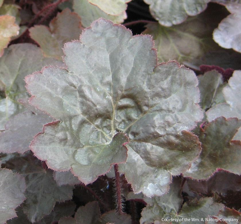Heuchera m. 'Palace Purple'