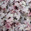 Heuchera 'Plum Pudding'