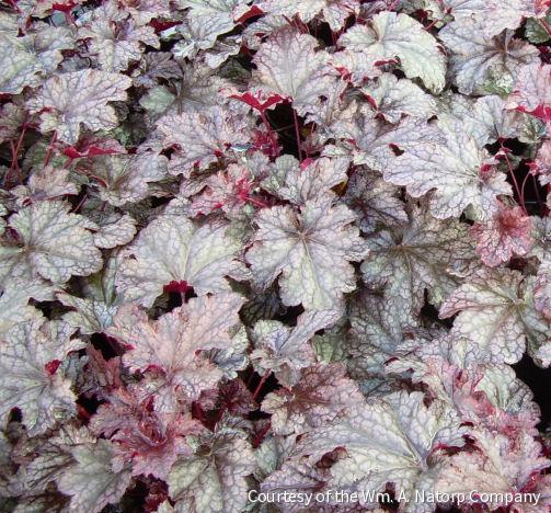 Heuchera 'Plum Pudding'