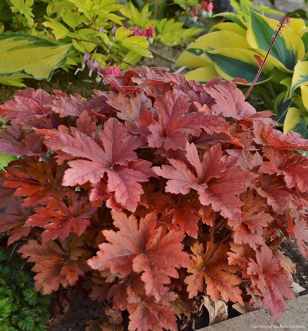 Heucherella Fun and Games® 'Hopscotch'