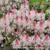 Tiarella 'Spring Symphony'