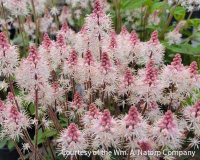Tiarella 'Spring Symphony'