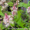 Tiarella 'Sugar and Spice'