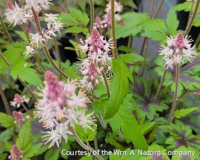 Tiarella 'Sugar and Spice'