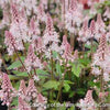 Tiarella 'Pink Skyrocket'