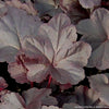 Heuchera 'Obsidian'