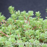 Sedum s. 'John Creech'