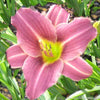 Hemerocallis 'Purple de Oro'
