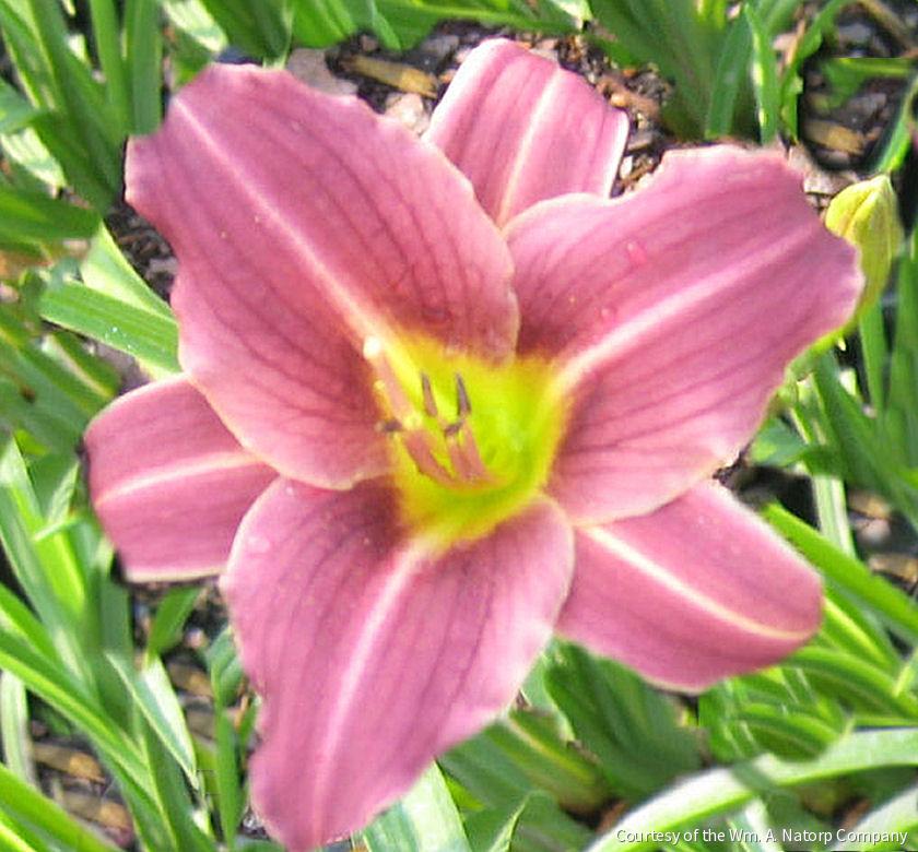Hemerocallis 'Purple de Oro'