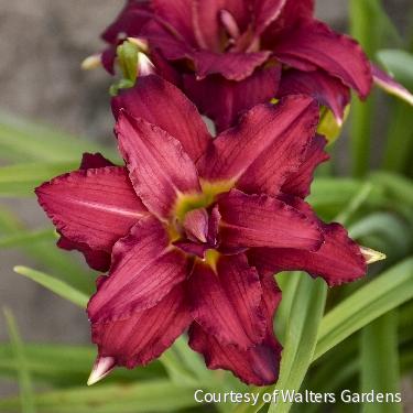 Hemerocallis 'Double Pardon Me'