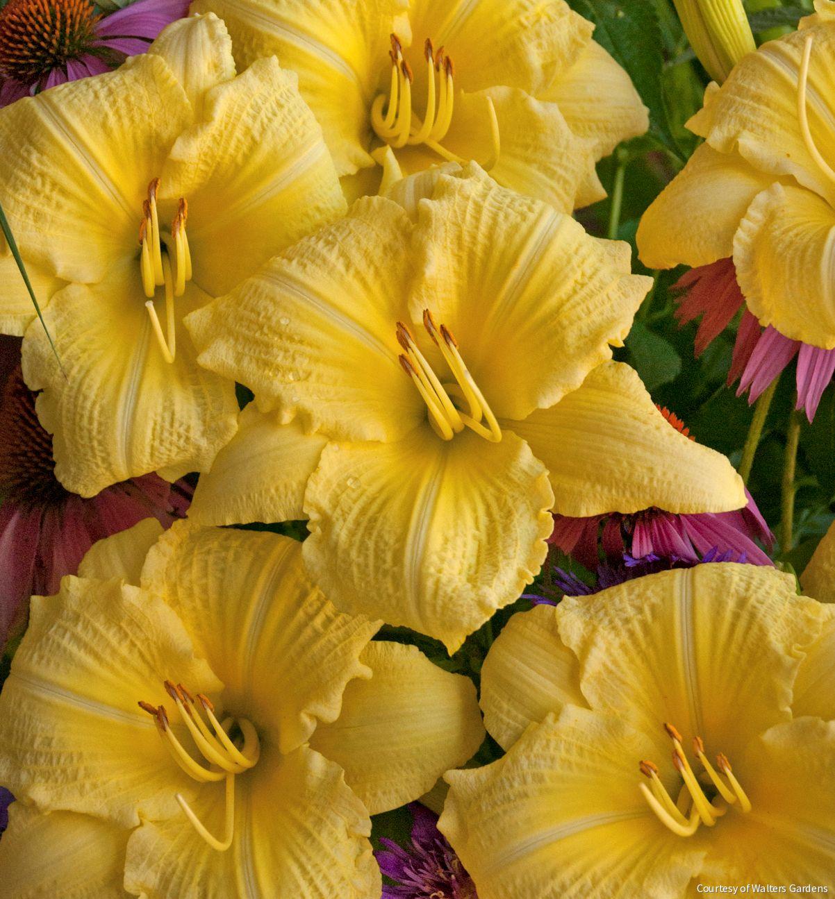 Hemerocallis 'Going Bananas'