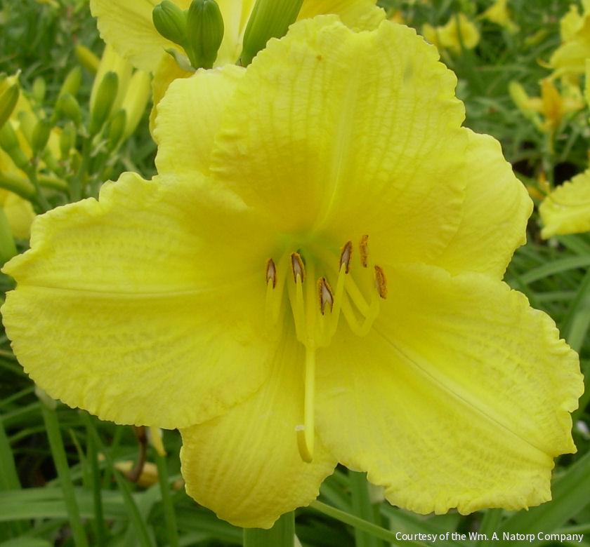 Hemerocallis 'Happy Returns'