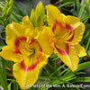 Hemerocallis 'Monterey Jack'