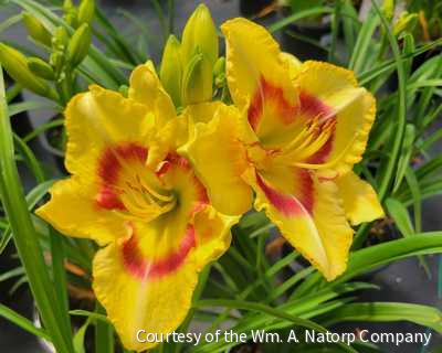 Hemerocallis 'Monterey Jack'