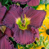 Hemerocallis 'Nosferatu'