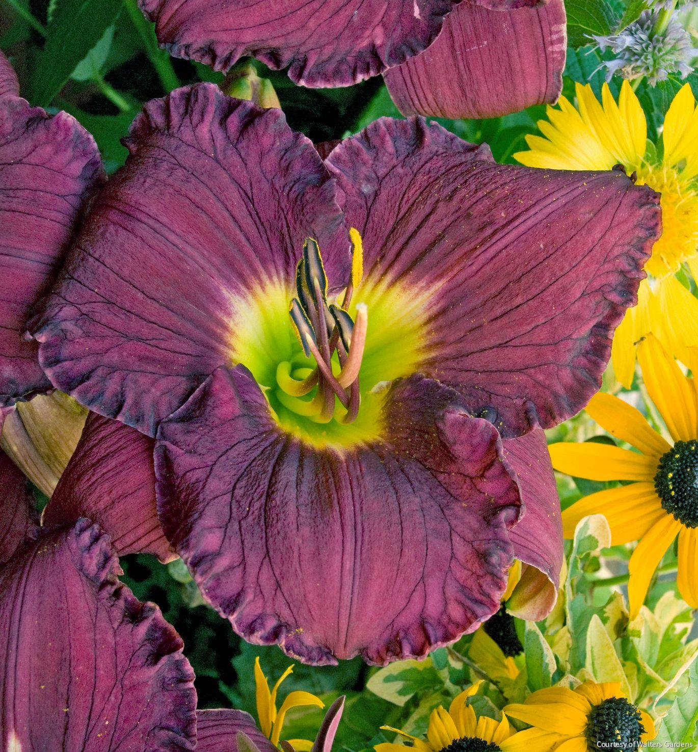 Hemerocallis 'Nosferatu'