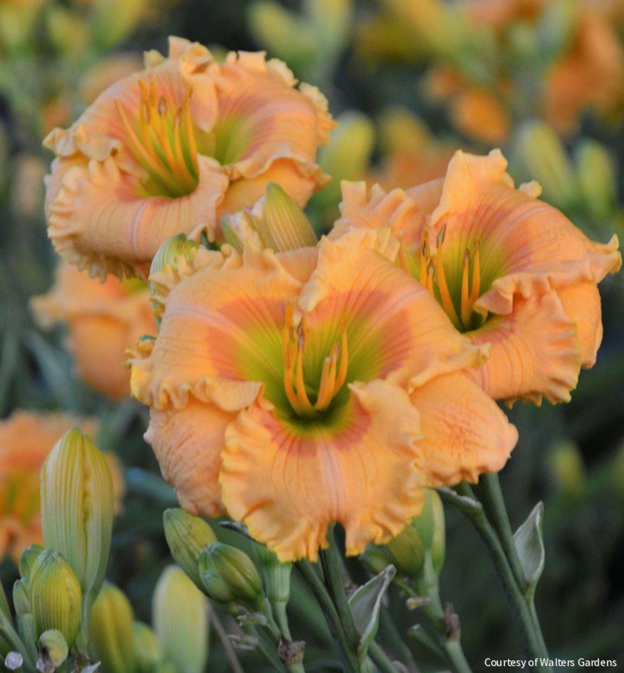 Hemerocallis 'Orange Smoothie'