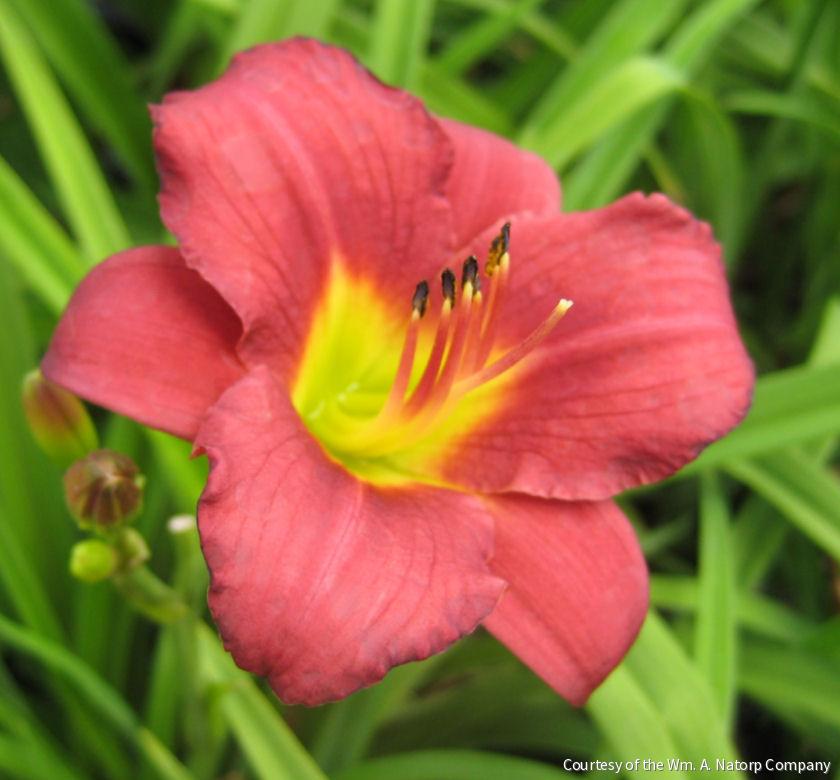 Hemerocallis 'Pardon Me'
