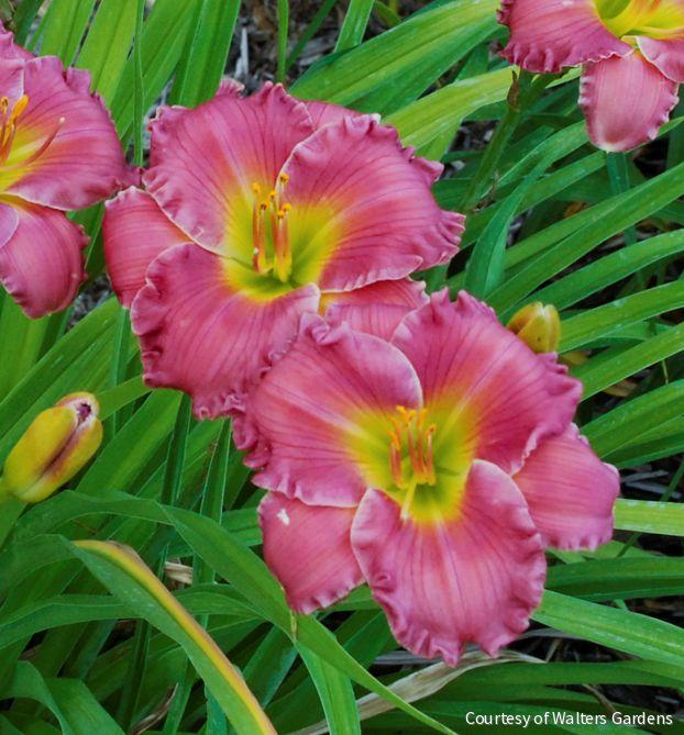 Hemerocallis 'Passionate Returns'