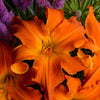 Hemerocallis 'Primal Scream'