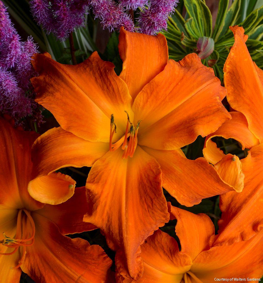Hemerocallis 'Primal Scream'