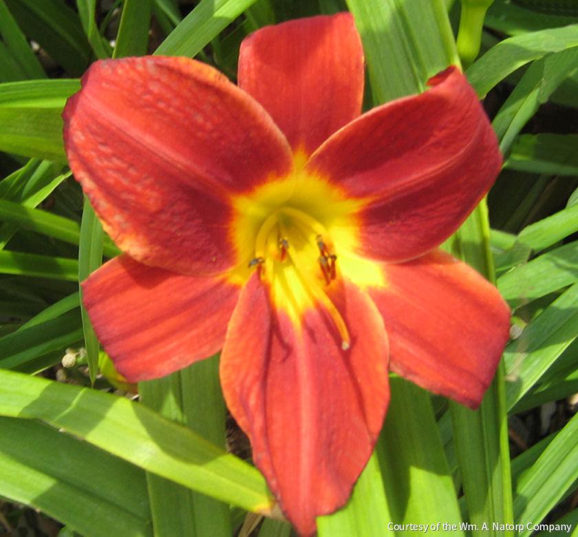 Hemerocallis 'Rocket City'