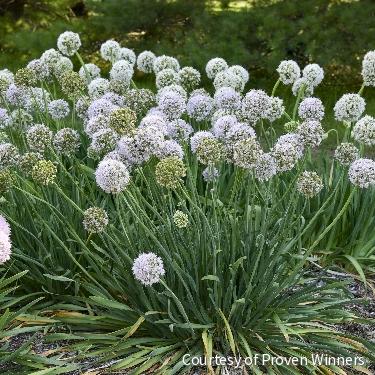 Allium 'Bobblehead'