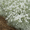 Cerastium tomentosum