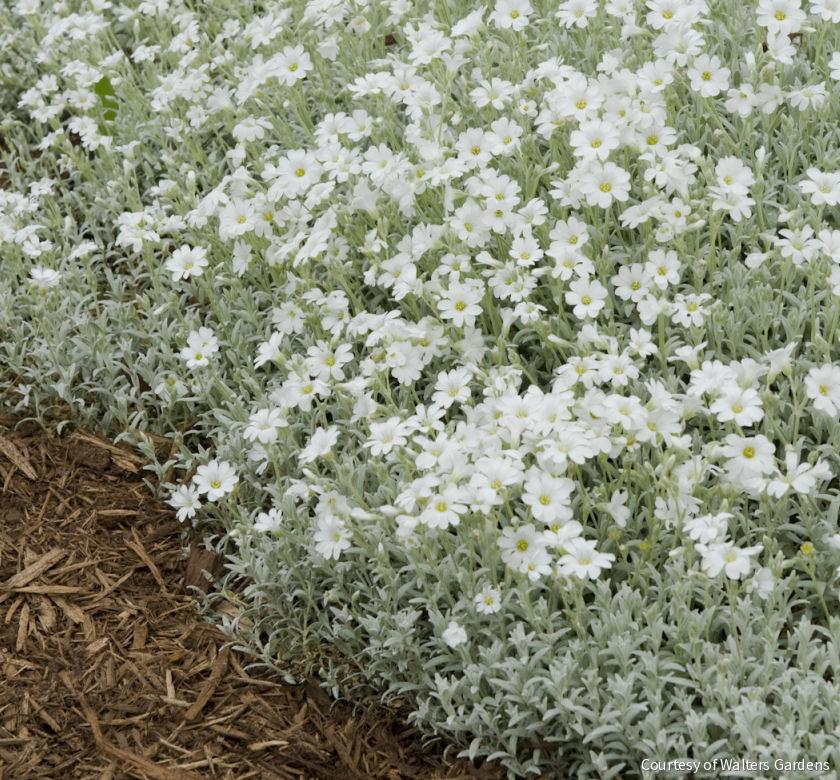 Cerastium tomentosum