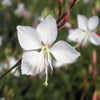 Gaura l. 'Whirling Butterflies'