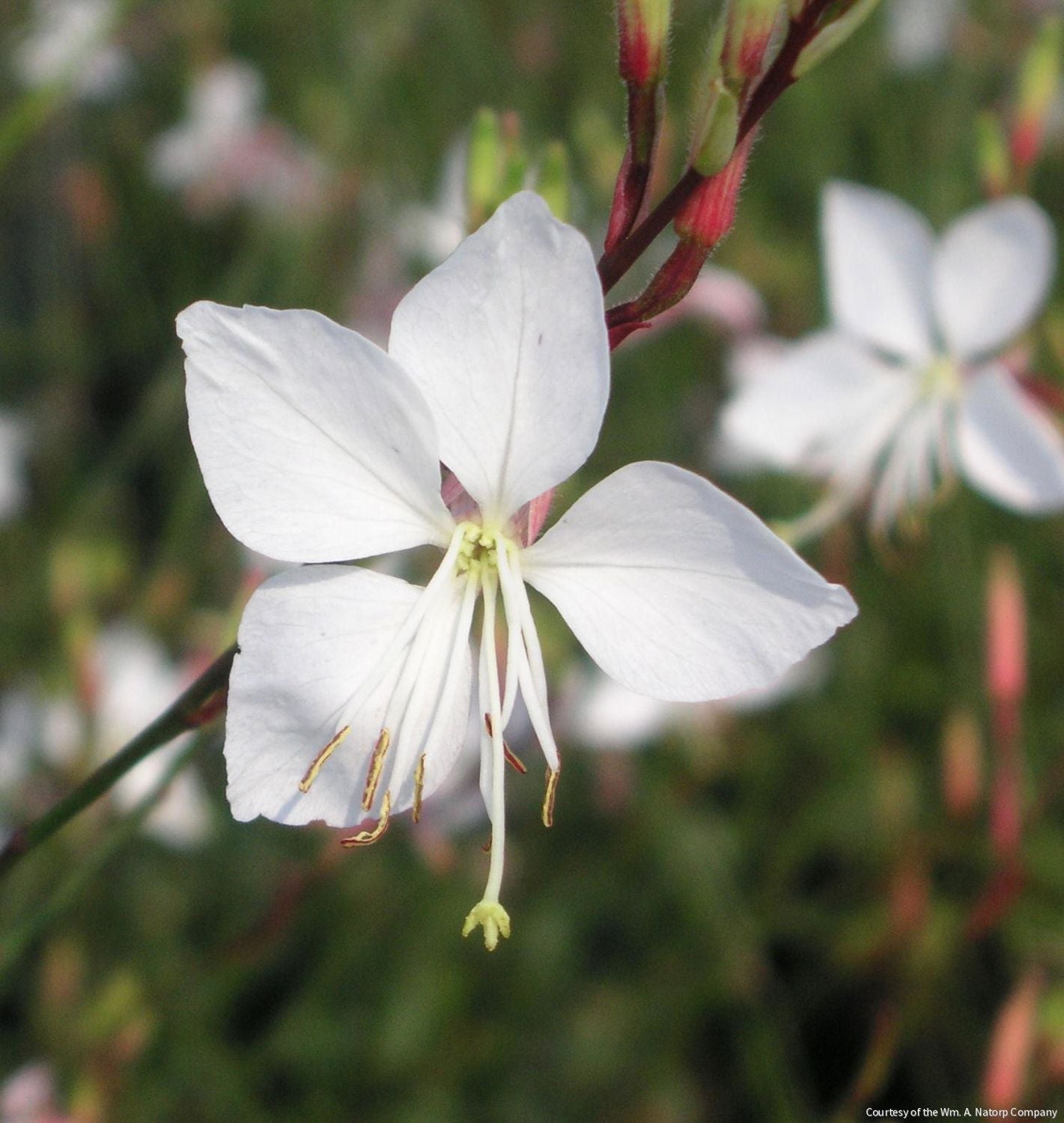 Gaura l. 'Whirling Butterflies'