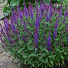 Salvia n. 'New Dimension Blue'