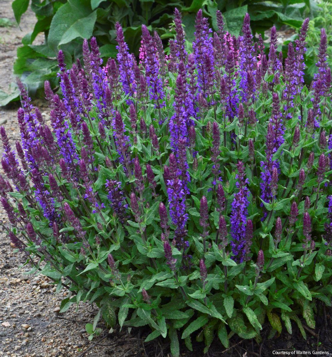 Salvia n. 'New Dimension Blue'