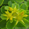 Sedum kamtschaticum