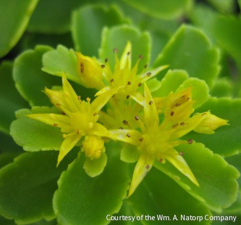 Sedum kamtschaticum