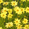 Coreopsis 'Crème Brulée'